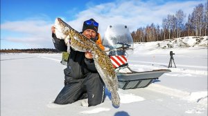 ЭТОТ МОНСТР ЕЛЕ ВЛЕЗ! КРУПНАЯ ПЛОТВА НА УДОЧКУ. НЕДЕЛЮ В ПАЛАТКЕ НА СЕВЕРЕ. Часть2. (Архив 2024)