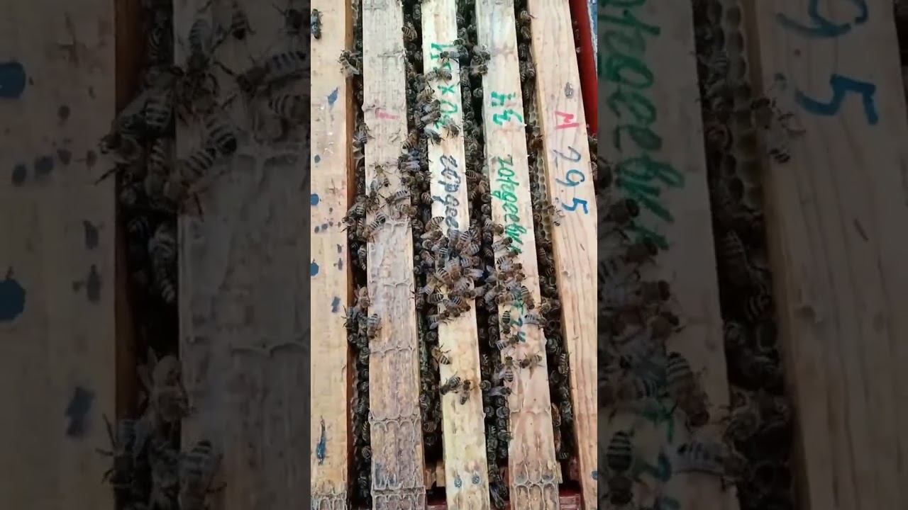 Двухматочное содержание. Нуклеус.