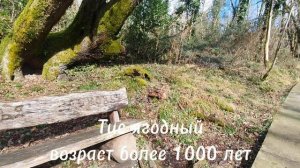 Тис ягодный, возраст более 1000 лет, самое старое и крупное дерево в Тисо-самшитовой роще, в Сочи.