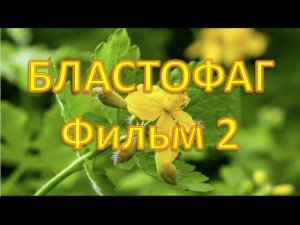 Бластофаг из травы  чистотела для наружного применения. Фильм 2.
