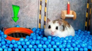 Удивительное приключение хомяка в «Звёздных войнах»