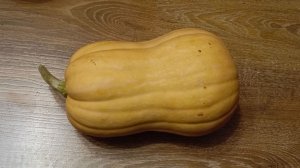 Тыква бутылка баттернат в бочке, в Сибире  2025г.