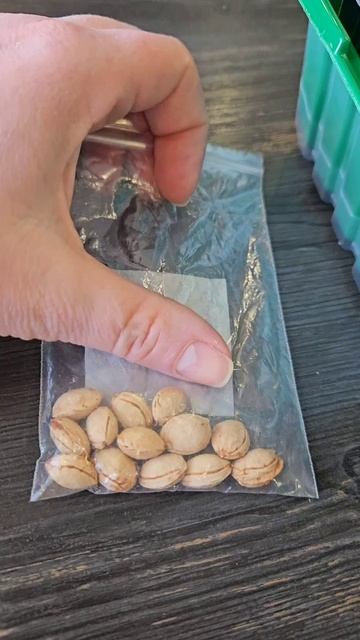 Стратификация косточек. 17.02.2026 смотреть онлайн