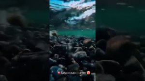 Говорят, что сердце плачет только у людей