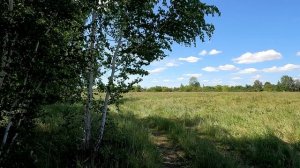 На опушке леса. Березовый лес.