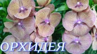 №1169/ СВЕЖИЕ шикарные ОРХИДЕИ в маг. ОРХИДЕЯ смотреть онлайн