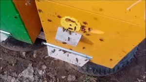 Ревизия пчёл после облёт 9 марта 2025