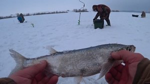 ЛОВЛЯ ЧЕХОНИ СО ЛЬДА ! Рыбалка на Оке в феврале !