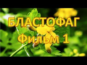 Бластофаг из травы  чистотела для наружного применения. Фильм 1.