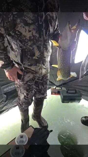 Поймали щуку, а там тако-о-о-е!!. смотреть онлайн