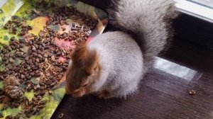 привет миленькие белочки