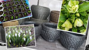 Наплела так наплела, кашпо из ротанга. Рассада цветов... Покупки.