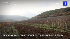 Виноградники Севастополя готовят к новому сезону