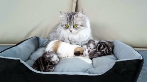 Трогательная реакция мамы-кошки при первой встрече с брошенным щенком