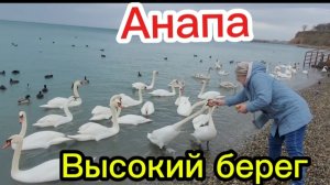 Стая лебедей кормится.