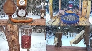 #онлайн_кормушка_для_птиц. 18 февраля 2026 года. г. Калуга