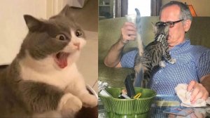 Смешные и забавные животные 😻😺 Лучшие приколы с животными 🐶 Подборка забавных животных