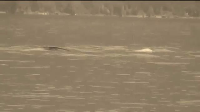 Learn English - The Loch Ness Monster_Additional Get Culture video for GG 2 Unit 5 смотреть онлайн