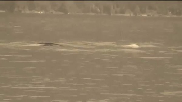 Learn English - The Loch Ness Monster_Additional Get Culture video for GG 2 Unit 5