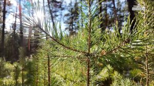 Конкурс «Сохраним лес живым» проходит в Иркутской области