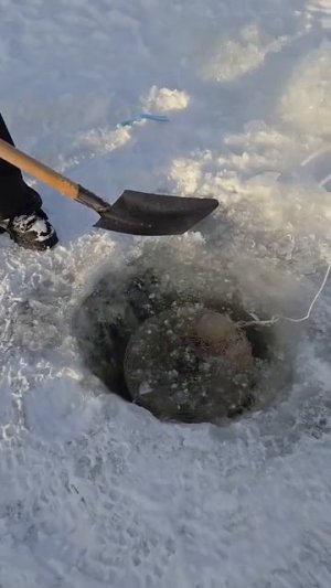 Клип @zatropheem