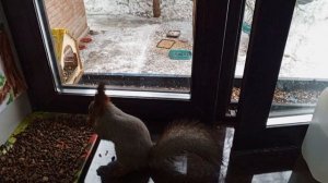 дедушка позвал белок в дом