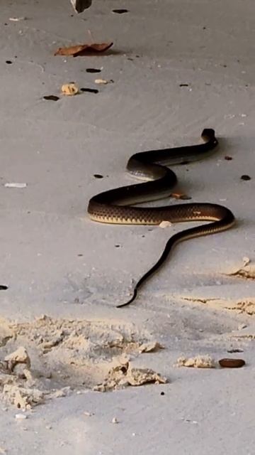Морская змея на вечернем пляже 🐍