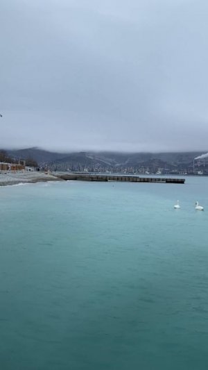 Пара лебедей. Море в Новороссийске.