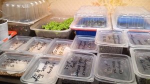 Февраль, моя рассада перцев, цветы не радуют