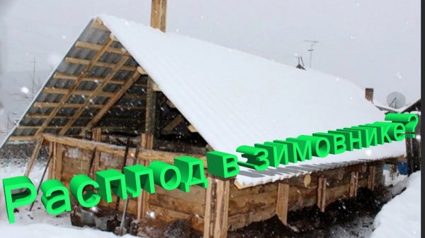 Расплод в зимовнике: Радоваться или паниковать? Мнение профессора