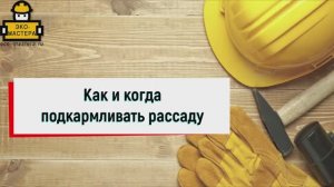 Как и когда подкармливать рассаду