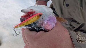 Рыбалка на спорт-зоне. В приоритете активные снасти. Клёвое место Лосиный остров.