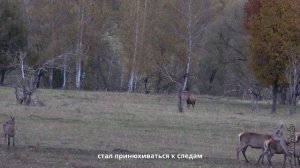 ЕВРОПЕЙСКИЙ БЛАГОРОДНЫЙ ОЛЕНЬ осенью в парке Оленьем