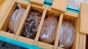 Подготовка пчёл в зиму