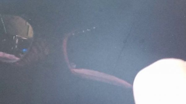 VID_20260123_123144.mp4