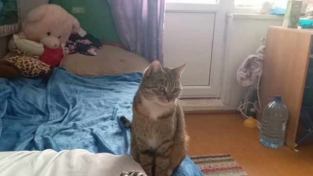 Сижу с внучкой наша коша и котики.18.02.26. смотреть онлайн