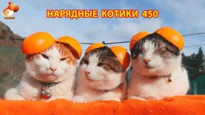 Нарядные Котики расслабляются на солнышке 🌞 🐈🐈🐈 (450)