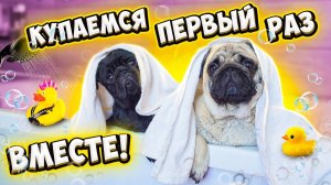 ВПЕРВЫЕ КУПАЕМ ДВУХ МОПСОВ ВМЕСТЕ😍 ВЛОГ 👉 Что они Натворили？ Как Мыть СОБАК？
