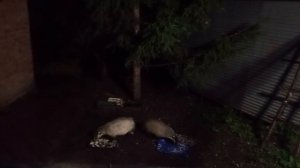 дикие барсуки и барсучата