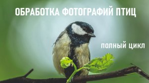 МАСТЕР-КЛАСС. ПОЛНЫЙ ЦИКЛ ОБРАБОТКИ ФОТО ПТИЦ