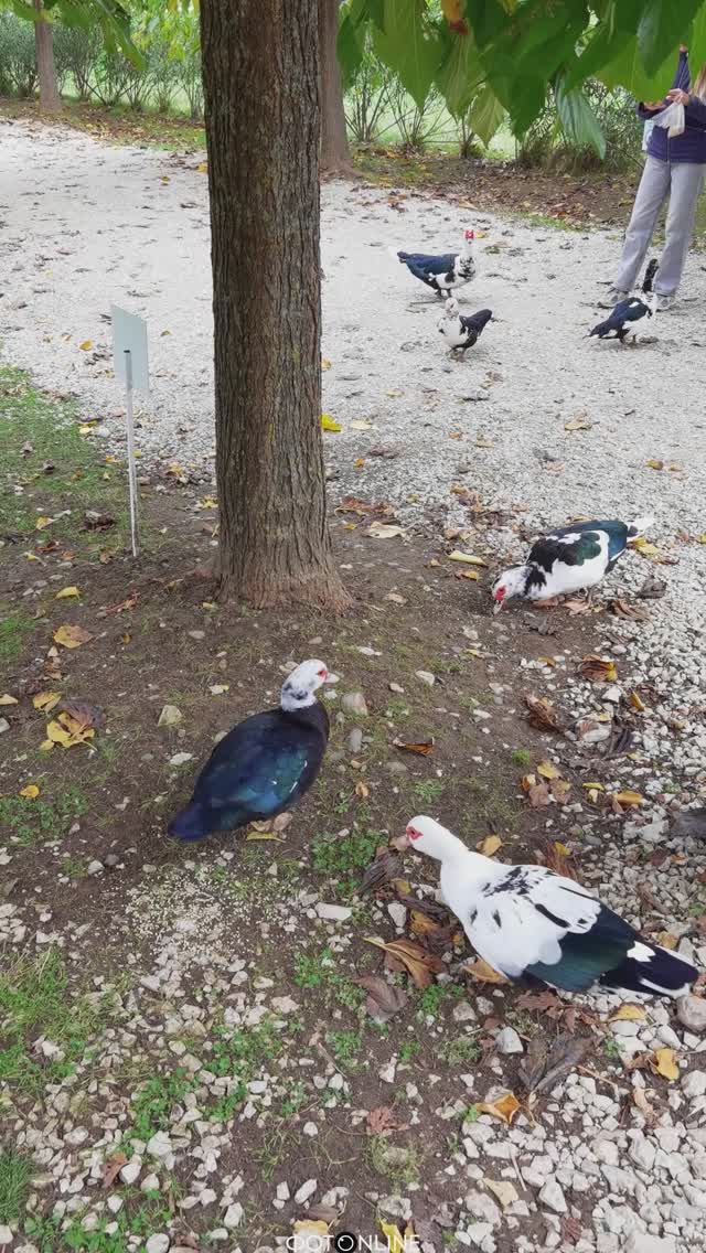 Орнитологический парк, Сочи. Осень 2025