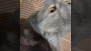 Спасибо за 155 подписчиков