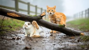 Кошка-мама и рыжая спасли дрожащего кролика, застрявшего под деревом Трогательная история спасения