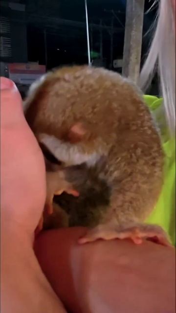 Милый лори, которого встретили на улице в Пхукете