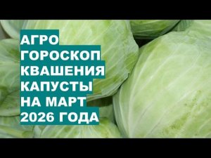 Март 2026: Самые Лучшие Дни для Квашения Капусты?!
