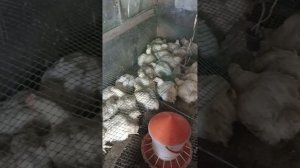 бройлеров кашляют, что делать!?