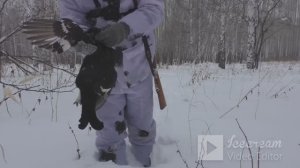 зимняя охота!тетерев!красивые кадры.
