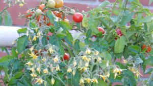 Обещала вам показать свой домашний рассадник. Что у меня уже растет...Западная Сибирь. Югорск..