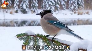 Птицы зимой в лесу 🐦_⬛🦉 🦤 видео для отдыха душой 🦅🌲(12)