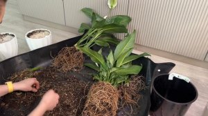 Пересадка Спатифиллума